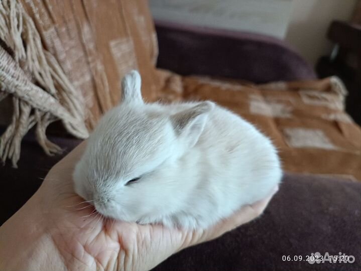 Мини карликовый кролик
