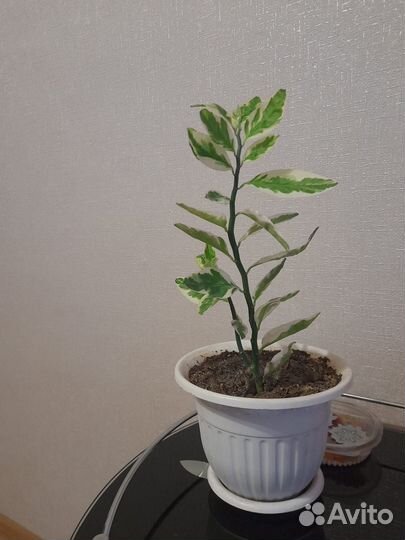 Комнатный цветок Педилантус