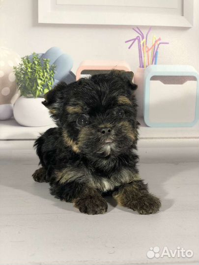 Крошечная йорочка