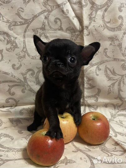 Чихуахуа супер мини мальчик с короткой мордочкой
