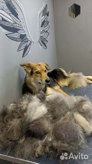 Экспресс линька собак