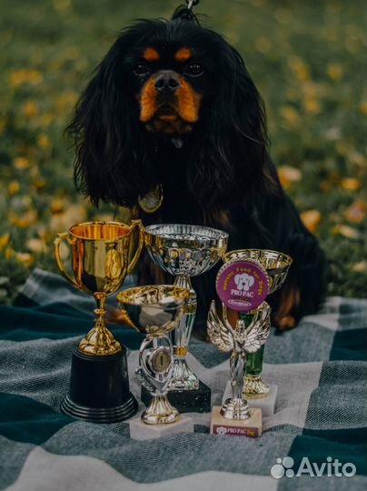 Кавалер Кинг Чарльз Спаниель кобель на вязку