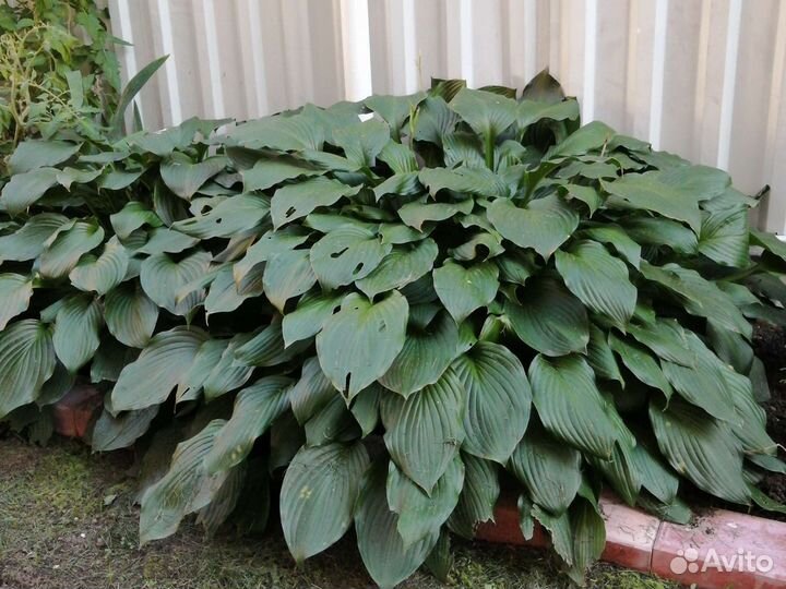 Многолетники Хоста