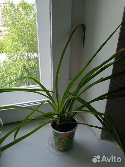 Хлорофитум