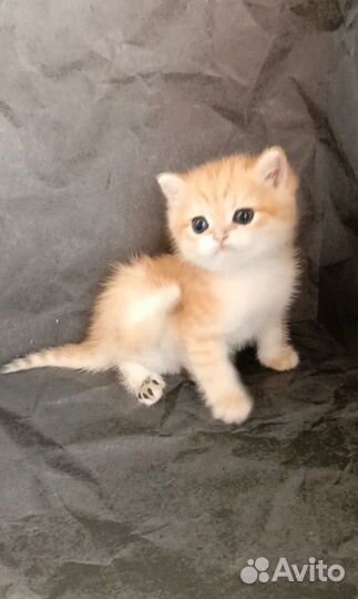 Золотая шиншилла мальчик