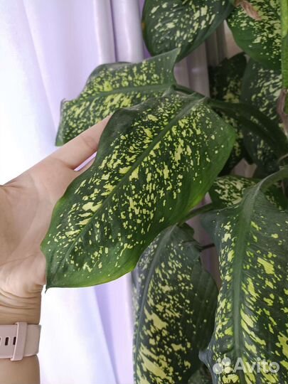 Диффенбахия 2 метра