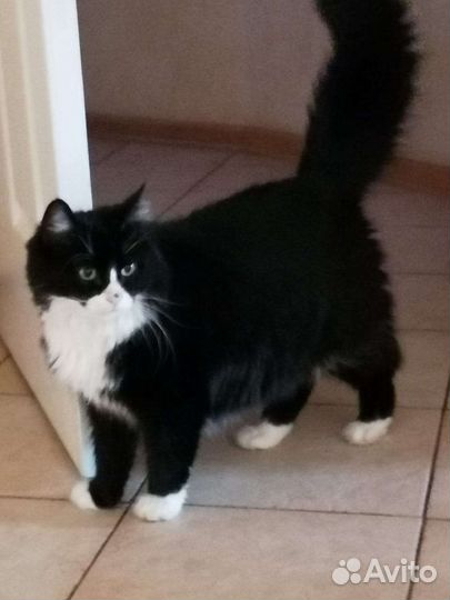 Норвежская лесная кошка