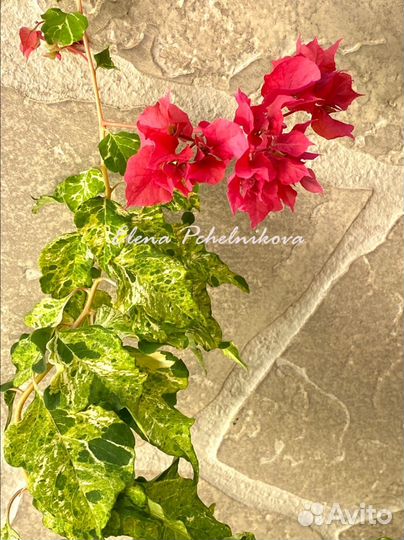 Бугенвиллия сортовая -продолжение