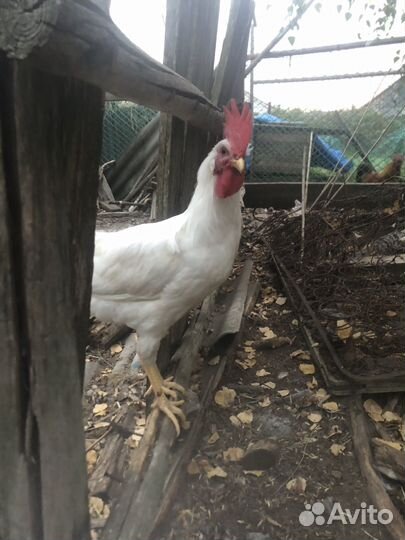 Молодые петухи