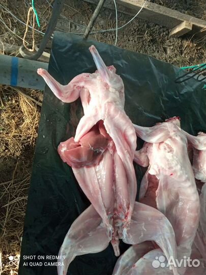 Мясо кролика