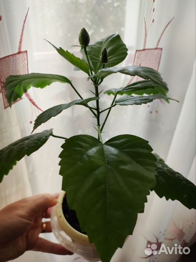 Гибискус, китайская роза