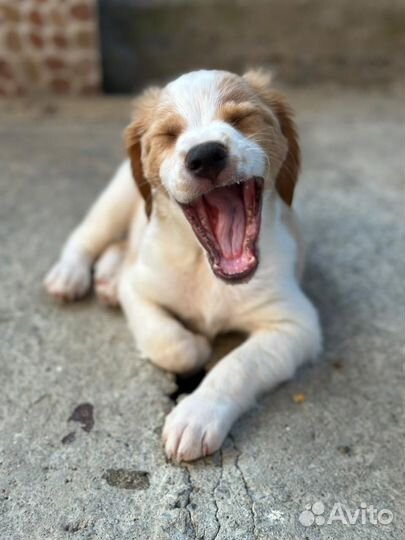 Бретонский эпаньоль щенки