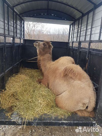 Перевозка коров быков лошадей баранов