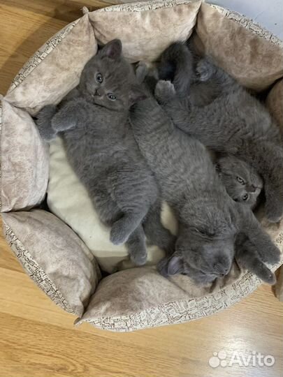 Британские котята