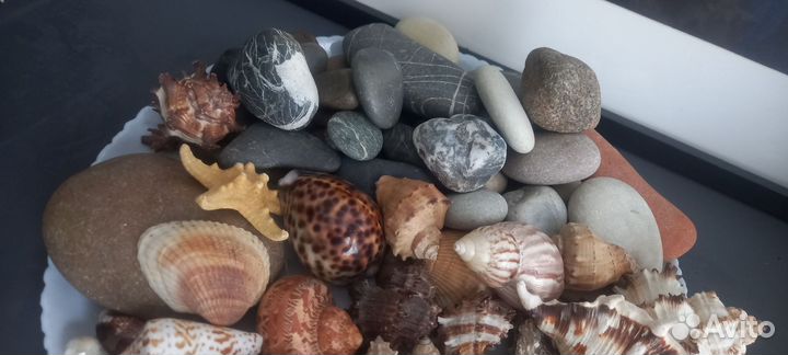 Морские ракушки (раковины) камни