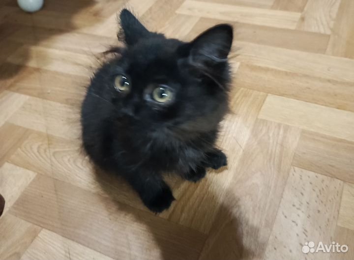 Котик в добрые руки