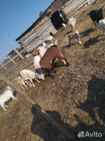 Молочные козы