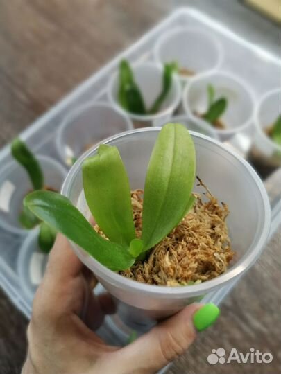 Орхидея фаленопсис