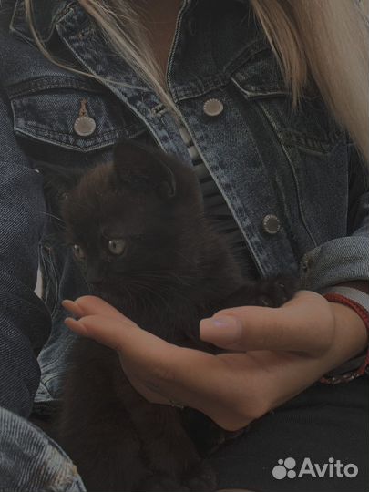 Котята в дар