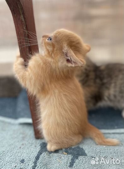 Бездомные котята