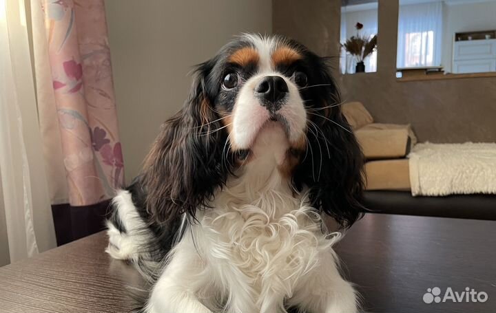 Вязка кавалер кинг Чарльз спаниель