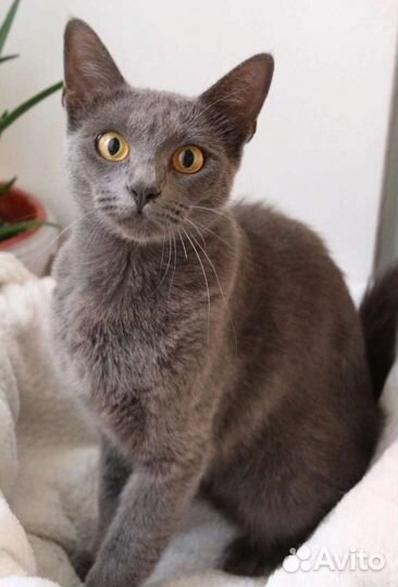 Бася в добрые руки