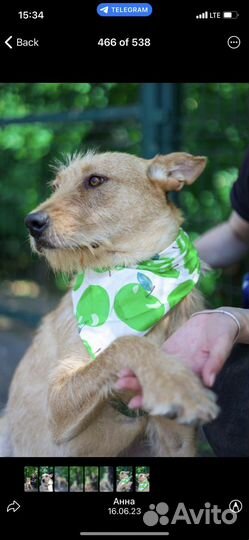 Отдам в хорошие руки