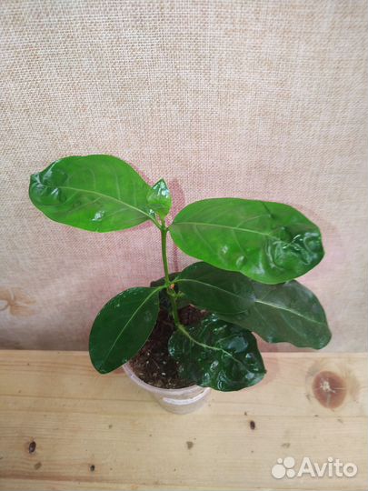 Клеродендрумы, Кубанола, рандия и др