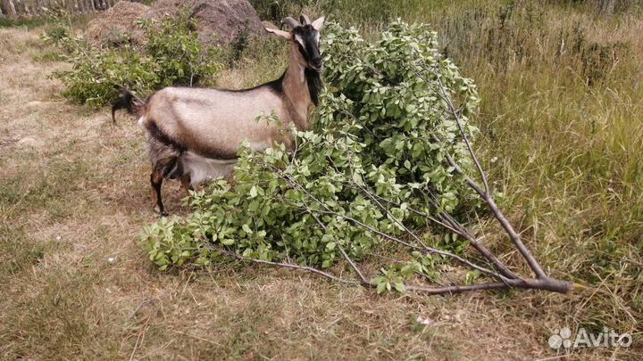 Коза дойная