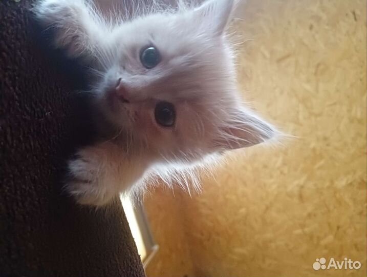 Персик в дар