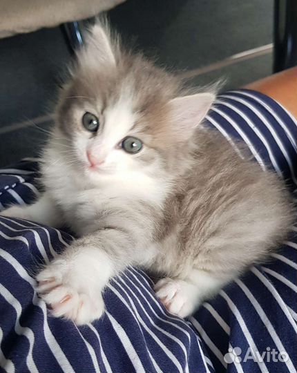 Кошки в добрые руки бесплатно