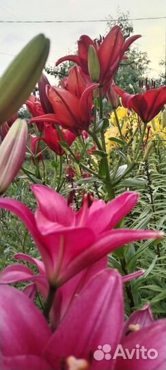 Лилии луковицы