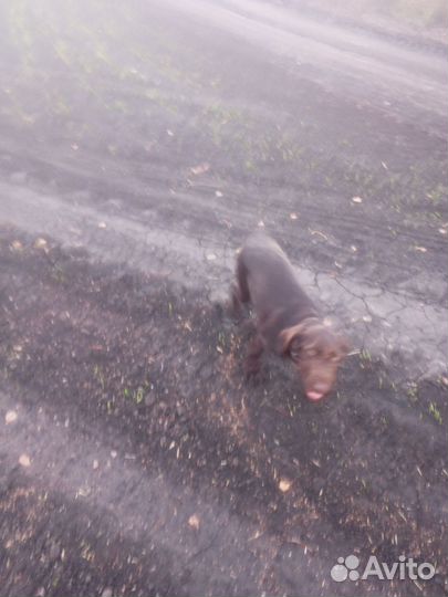 Собака дратхаар