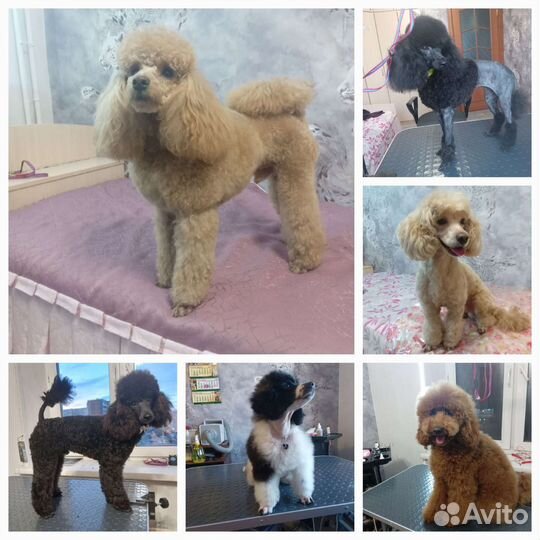 Груминг Собак и Кошек