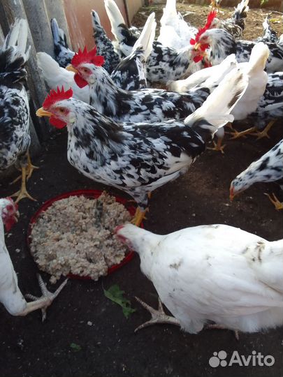 Петухи леггорн далматинец