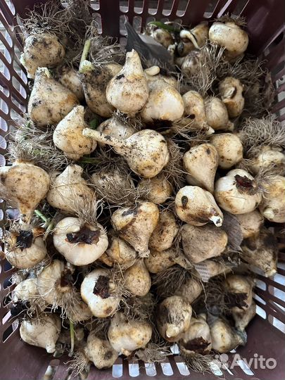 Луковицы тюльпан после выгонки