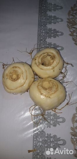 Луковицы рябчика императорского