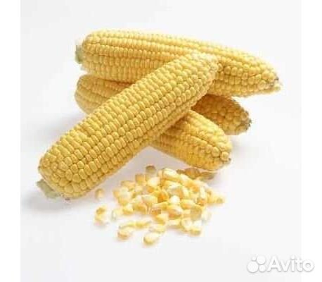 Семена Кукурузы 
