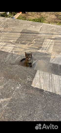 Раздам котят