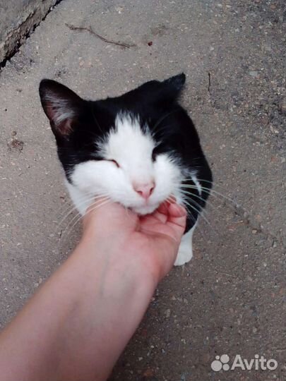 Кошечка в добрые руки