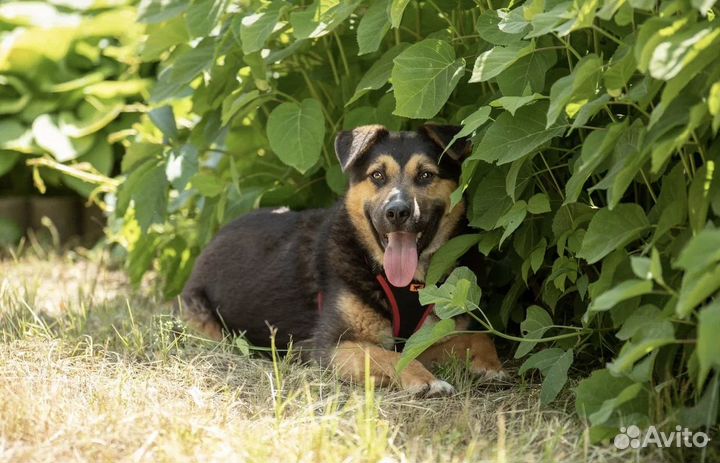 Рон в добрые руки