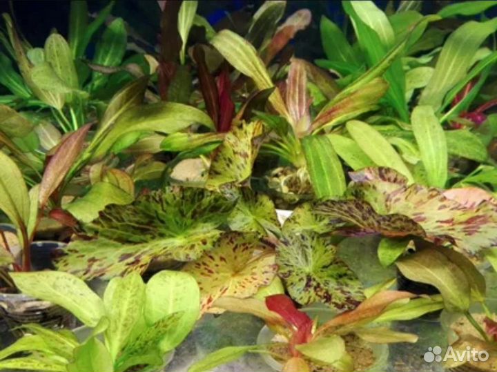 Аквариумные растения