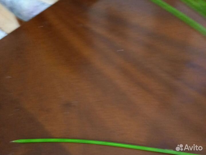 Капсулы для букетов орхидей 18 шт