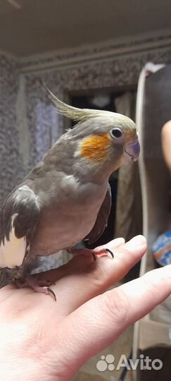 Попугай корелла