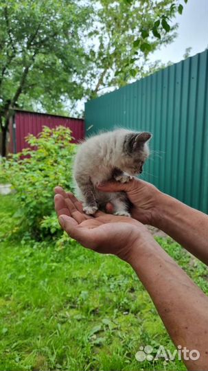 Котята в добрые руки бесплатно