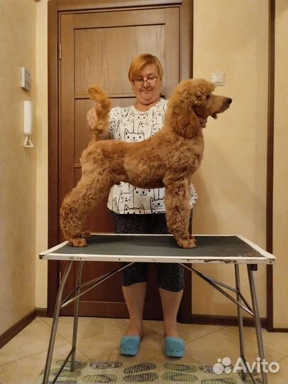 Щенки большого(королевского, стандартного) пуделя