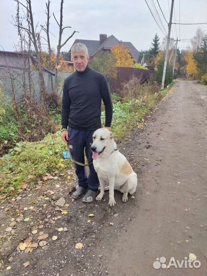 Работа выгул собак