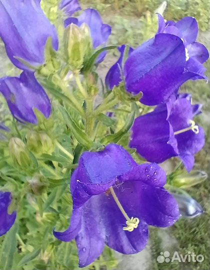 Колокольчик