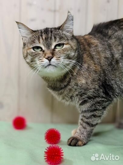 Помогите кошке не оказаться на улице. Нужен дом