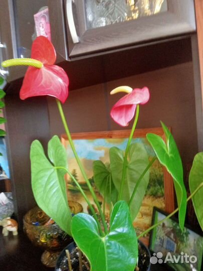 Антуриум,или мужское счастье